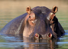 afrique du sud