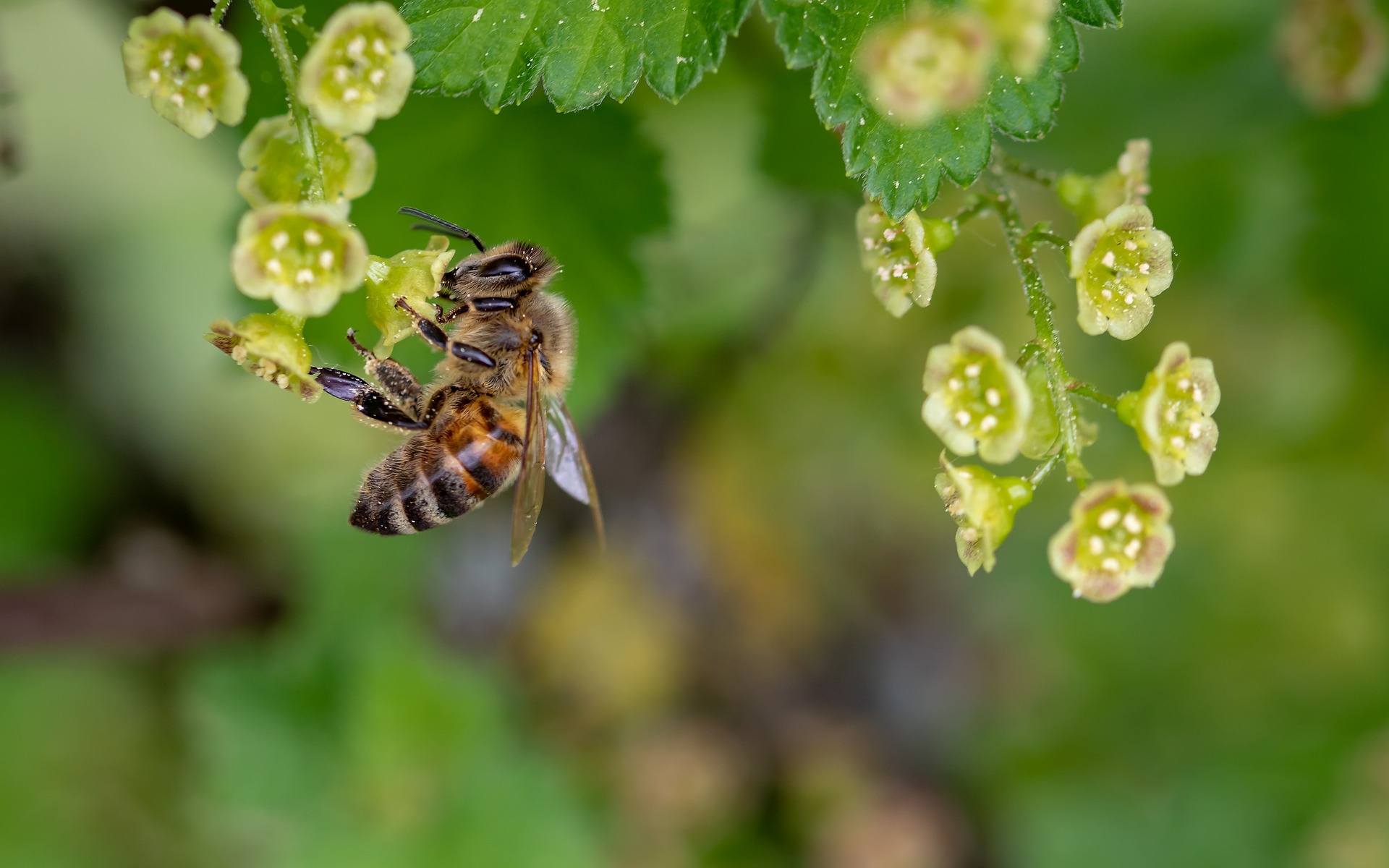 Le rôle des abeilles dans la biodiversité