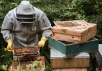 Comment œuvrer pour la protection des abeilles ?