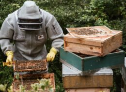 Comment œuvrer pour la protection des abeilles ?