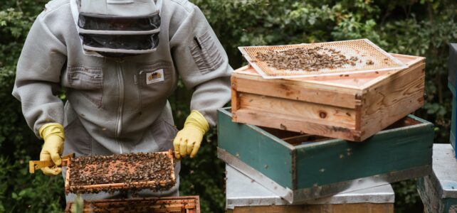 Comment œuvrer pour la protection des abeilles ?