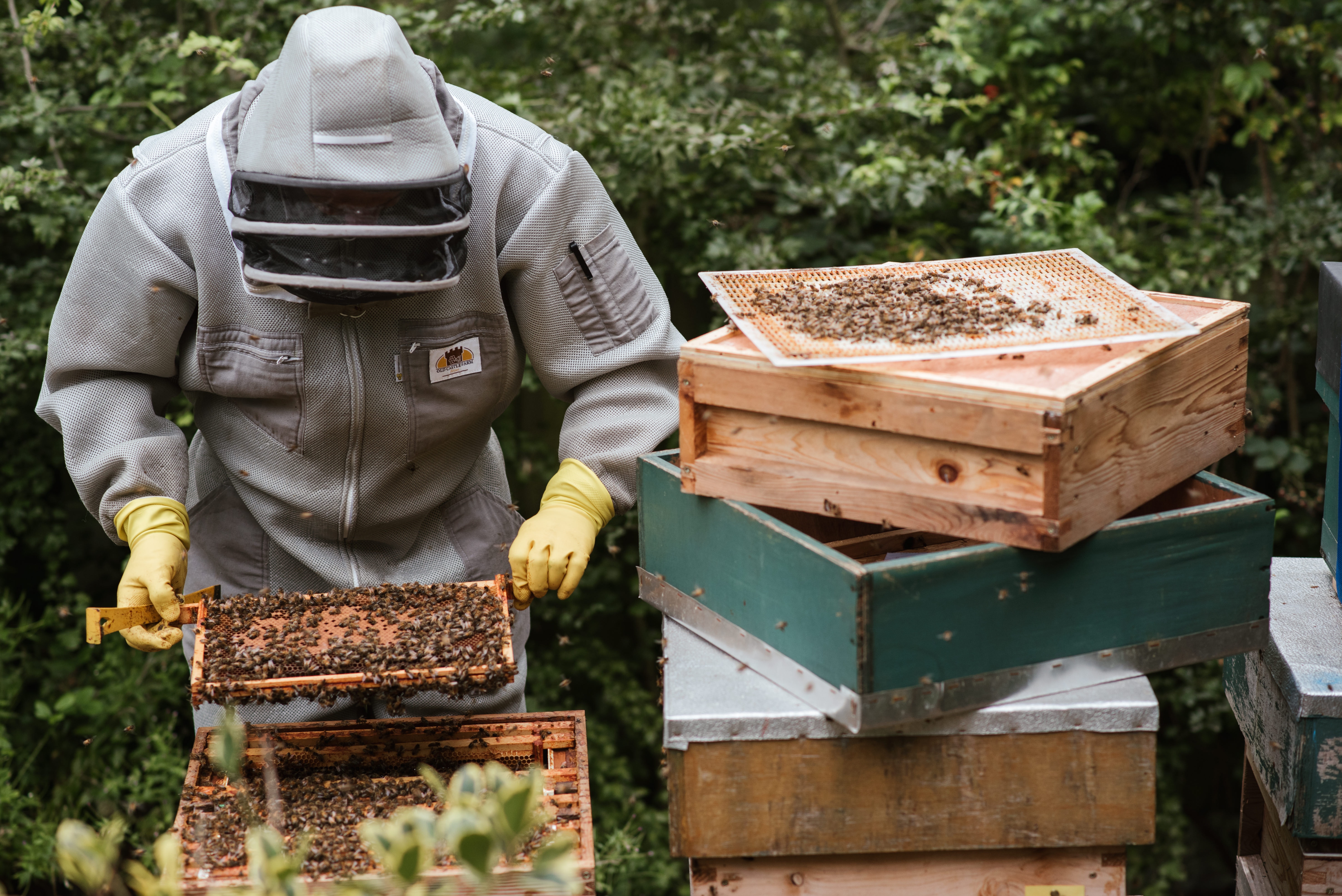 Comment œuvrer pour la protection des abeilles ?