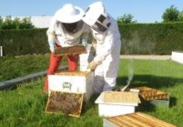 La location de ruches pour les entreprises