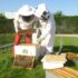 La location de ruches pour les entreprises