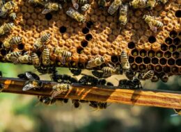 À la découverte des abeilles: Les gardiennes de la biodiversité