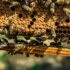 À la découverte des abeilles: Les gardiennes de la biodiversité