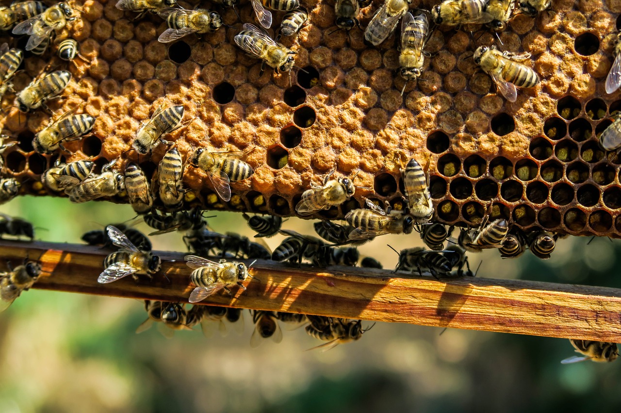 À la découverte des abeilles: Les gardiennes de la biodiversité